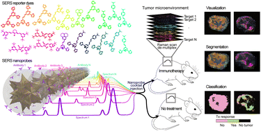 Multiplexed molecular imaging with floor enhanced resonance Raman scattering nanoprobes reveals immunotherapy response in mice through multichannel picture segmentation