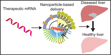 Advances in nanoparticle-based mRNA supply for liver most cancers and liver-associated infectious illnesses