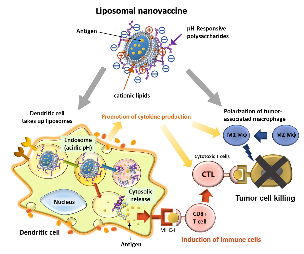 Environment friendly nanovaccine supply system boosts mobile immunity